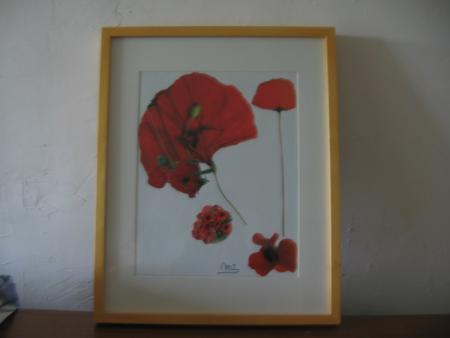 Coquelicots